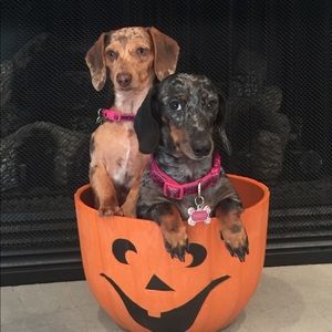 Meet your Posher, Whitney